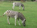 Dmara Zebras